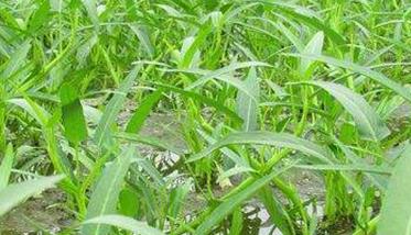 空心菜种植技术要点 空心菜种植时间及技术要点