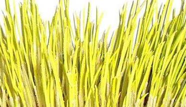 蒜黄的种植方法及其注意事项