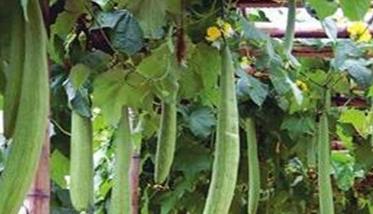 丝瓜种植方法及其关键步骤 丝瓜的种植方法和注意事项