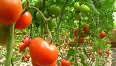 番茄成熟的季节是什么时候（番茄成熟的四个时期）