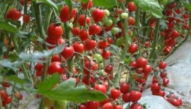 大棚促再生栽培樱桃番茄的方法（大棚促再生栽培樱桃番茄的方法是什么）