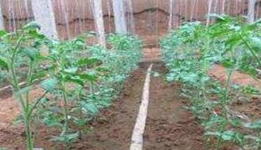 番茄定植的温度要求 番茄定植的温度要求是多少