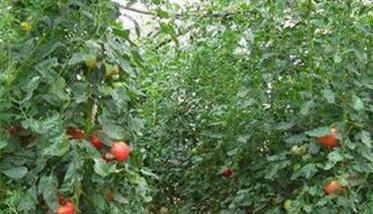 番茄定植后的管理技术