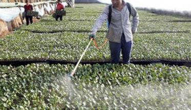 茄子种植管理注意事项 在茄子种植的过程中我们应该注意哪些问题