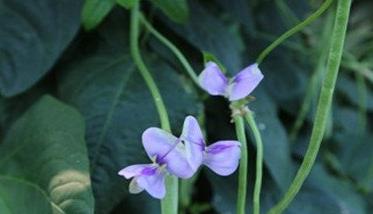 豇豆落花落荚的防治方法