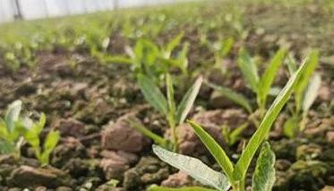 空心菜的种植方法和时间问题（空心菜种植技术和时间方法）