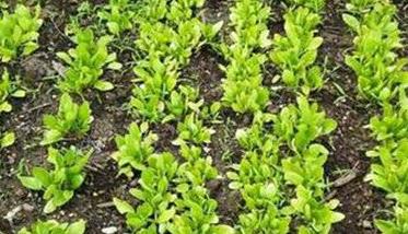 早秋菠菜栽培技术要点 秋冬菠菜种植方法