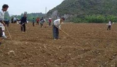 种植生姜的主要步骤与方法 种植生姜的步骤方法和时间