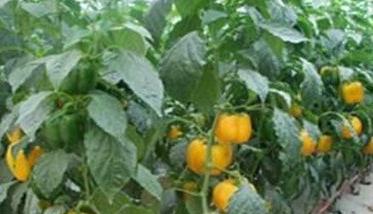 甜椒冬季温室栽培的关键技术是什么 甜椒冬天可以种吗