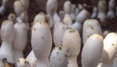 鸡腿菇对生长温度等生长环境条件的要求有哪些
