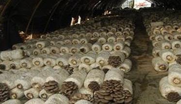 塑料袋栽培平菇的方法 平菇栽培袋规格