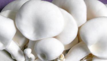 白灵菇生长最适温度是多少 白灵菇生长最适温度是多少度