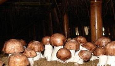 蘑菇覆土时间如何掌握 蘑菇覆土种植技巧