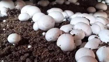 双孢菇生长温度是多少 双孢菇出菇温度在多少