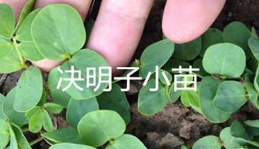 决明子种植时间和方法（决明子种植技术）