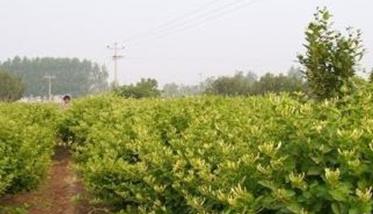 金银花种植品种选择（金银花种植品种选择方法）