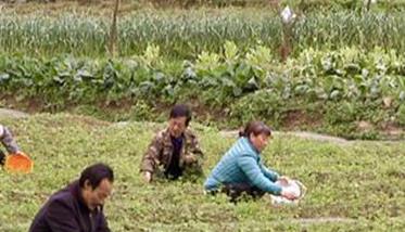 绞股蓝田间管理方法 绞股蓝标准制定