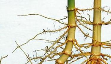 毛竹竹鞭生长规律是什么 毛竹竹鞭生长规律是什么样的