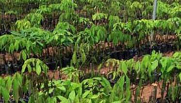 橡胶树种植技术与管理方法 橡胶树养殖方法