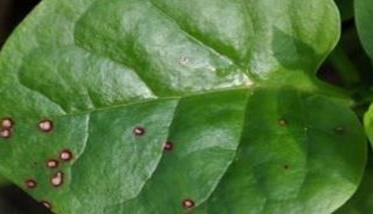木耳菜的常见病虫害有哪些 木耳菜的病虫害和生病