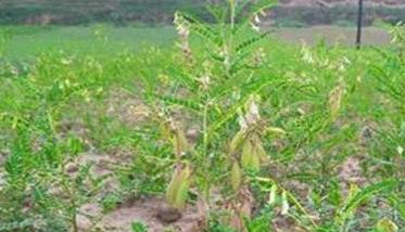 黄芪种植后如何管理（黄芪种植后如何管理土壤）