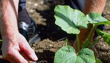 南瓜种植需要哪些条件 南瓜种植需要哪些条件和要求
