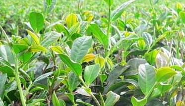 茶树栽植的茶籽直播和移栽技术（茶树栽植的茶籽直播和移栽技术哪个好）