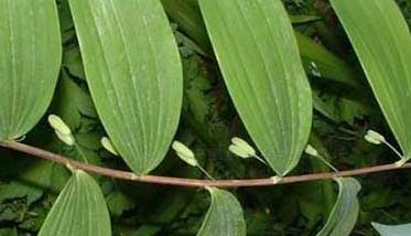 玉竹的功效与作用 玉竹的功效与作用的功能与主治