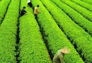 发展茶叶产业给他带来了成功（茶文化和茶经济得到发展,茶叶开始向世界传播）