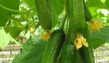 青瓜的营养价值和吃青瓜的好处 青瓜的营养价值和吃青瓜的好处区别