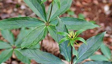 目前重楼的种植前景如何？ 重楼种植前景分析