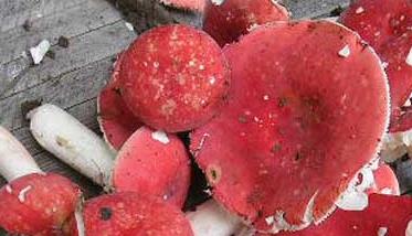 大红菇和毒红菇的区别 红菇和有毒红菇怎么区分