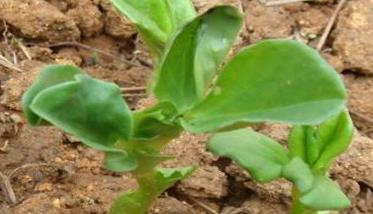 蚕豆种植条件与种植方法 蚕豆怎么种植方法如下