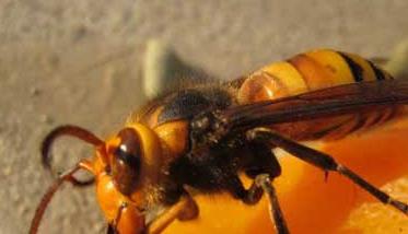 金环胡蜂养殖技术 金环蜂怎么养