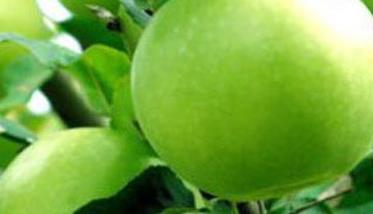 早生富士苹果有什么特点 早生富士苹果什么时候成熟