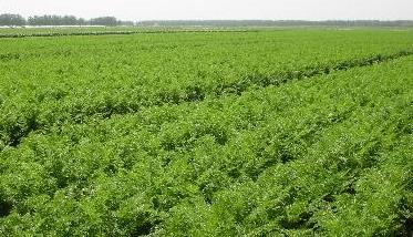 胡萝卜种植的田间管理技术 萝卜种植管理方法
