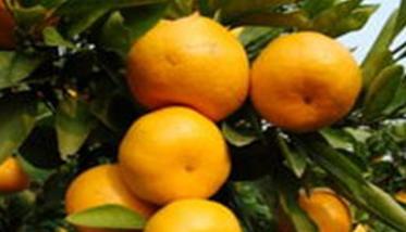 柑橘栽培的方法与技术要点 柑橘栽培过程种关键技术 有哪些?