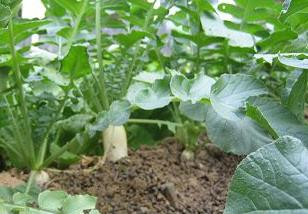 萝卜对水分和土壤的要求主要有哪些（萝卜对土壤的要求以及管理）