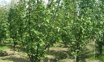 你必须知道的果树发展六项原则 果树的发展趋势和前景
