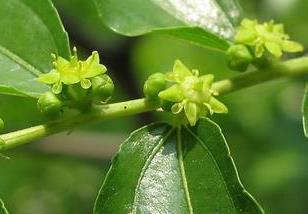 枣树花期管理有哪些内容 枣树开花期管理