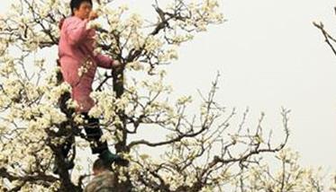 春季梨树管理技术三要点 梨树春梢期做好4点管理措施