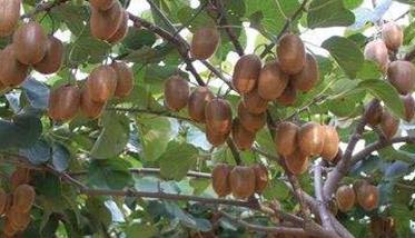 猕猴桃树的种植方法（猕猴桃树的种植方法和管理）