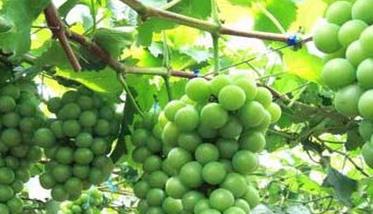 葡萄的栽培与管理技术要点（葡萄种植技术七要点）