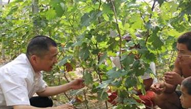 葡萄栽培管理新技术要点（葡萄种植技术七要点）