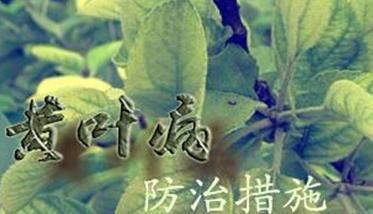 苹果黄叶病症状表现（苹果黄叶病是由什么引起的）