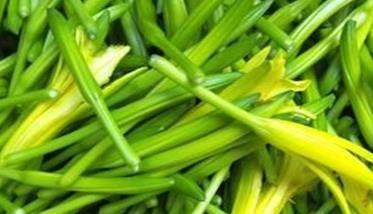怎样栽培金针菜，金针菜种植方法（金针菜种苗）