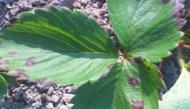 草莓褐斑病的症状与防治方法 草莓褐色轮斑病