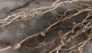 桃树根结线虫如何治疗，用什么药效果好一些？