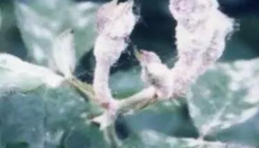 桃树白粉病的发生规律与防治方法（桃树白色粉末）