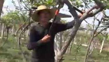 猕猴桃树如何剪枝 猕猴桃树剪枝能插活吗?